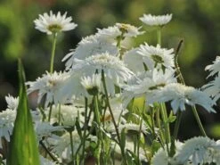 Großblumige Margerite 'Eisstern' -Günstiges Garten Zart Geschäft grossblumige margerite eisstern m075878 w 4