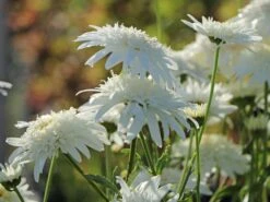 Großblumige Margerite 'Eisstern' -Günstiges Garten Zart Geschäft grossblumige margerite eisstern m075878 w 5