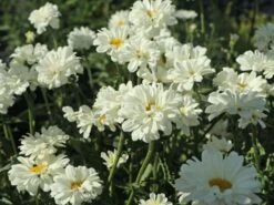 Großblumige Margerite 'Paladin'