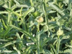 Großblumige Margerite 'Paladin' -Günstiges Garten Zart Geschäft grossblumige margerite paladin m059396 w 1