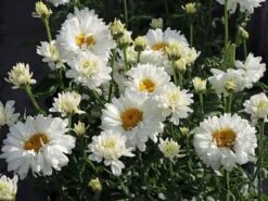 Großblumige Margerite 'Paladin' -Günstiges Garten Zart Geschäft grossblumige margerite paladin m059396 w 2