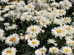 Großblumige Margerite 'Paladin' -Günstiges Garten Zart Geschäft grossblumige margerite paladin m059396 w 3