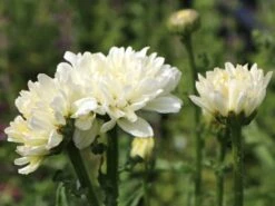 Großblumige Margerite 'Paladin' -Günstiges Garten Zart Geschäft grossblumige margerite paladin m059396 w 4