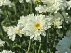 Großblumige Margerite 'Paladin' -Günstiges Garten Zart Geschäft grossblumige margerite paladin m059396 w 5