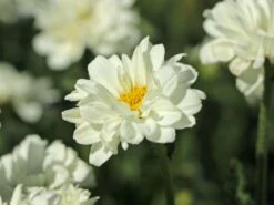 Großblumige Margerite 'Paladin' -Günstiges Garten Zart Geschäft grossblumige margerite paladin m059396 w 6