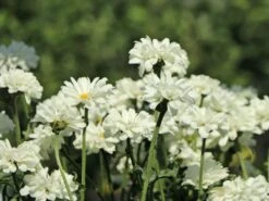 Großblumige Margerite 'Paladin' -Günstiges Garten Zart Geschäft grossblumige margerite paladin m059396 w 7