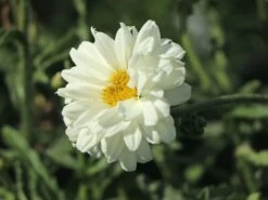 Großblumige Margerite 'Paladin' -Günstiges Garten Zart Geschäft grossblumige margerite paladin m059396 w 8