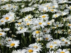 Großblumige Margerite 'Silberprinzesschen' -Günstiges Garten Zart Geschäft grossblumige margerite silberprinzesschen m012430 w 0