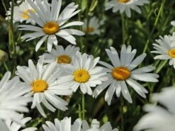 Großblumige Margerite 'Silberprinzesschen' -Günstiges Garten Zart Geschäft grossblumige margerite silberprinzesschen m012430 w 1