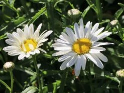 Großblumige Margerite 'Silberprinzesschen' -Günstiges Garten Zart Geschäft grossblumige margerite silberprinzesschen m012430 w 2