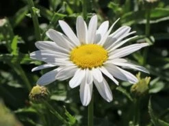Großblumige Margerite 'Silberprinzesschen' -Günstiges Garten Zart Geschäft grossblumige margerite silberprinzesschen m012430 w 3