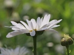 Großblumige Margerite 'Silberprinzesschen' -Günstiges Garten Zart Geschäft grossblumige margerite silberprinzesschen m012430 w 4