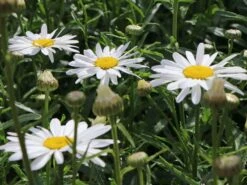 Großblumige Margerite 'Silberprinzesschen' -Günstiges Garten Zart Geschäft grossblumige margerite silberprinzesschen m012430 w 5