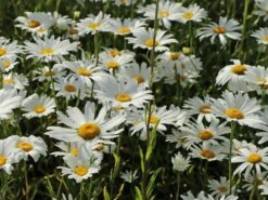 Großblumige Margerite 'Silberprinzesschen' -Günstiges Garten Zart Geschäft grossblumige margerite silberprinzesschen m012430 w 6