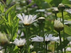 Großblumige Margerite 'Silberprinzesschen' -Günstiges Garten Zart Geschäft grossblumige margerite silberprinzesschen m012430 w 7