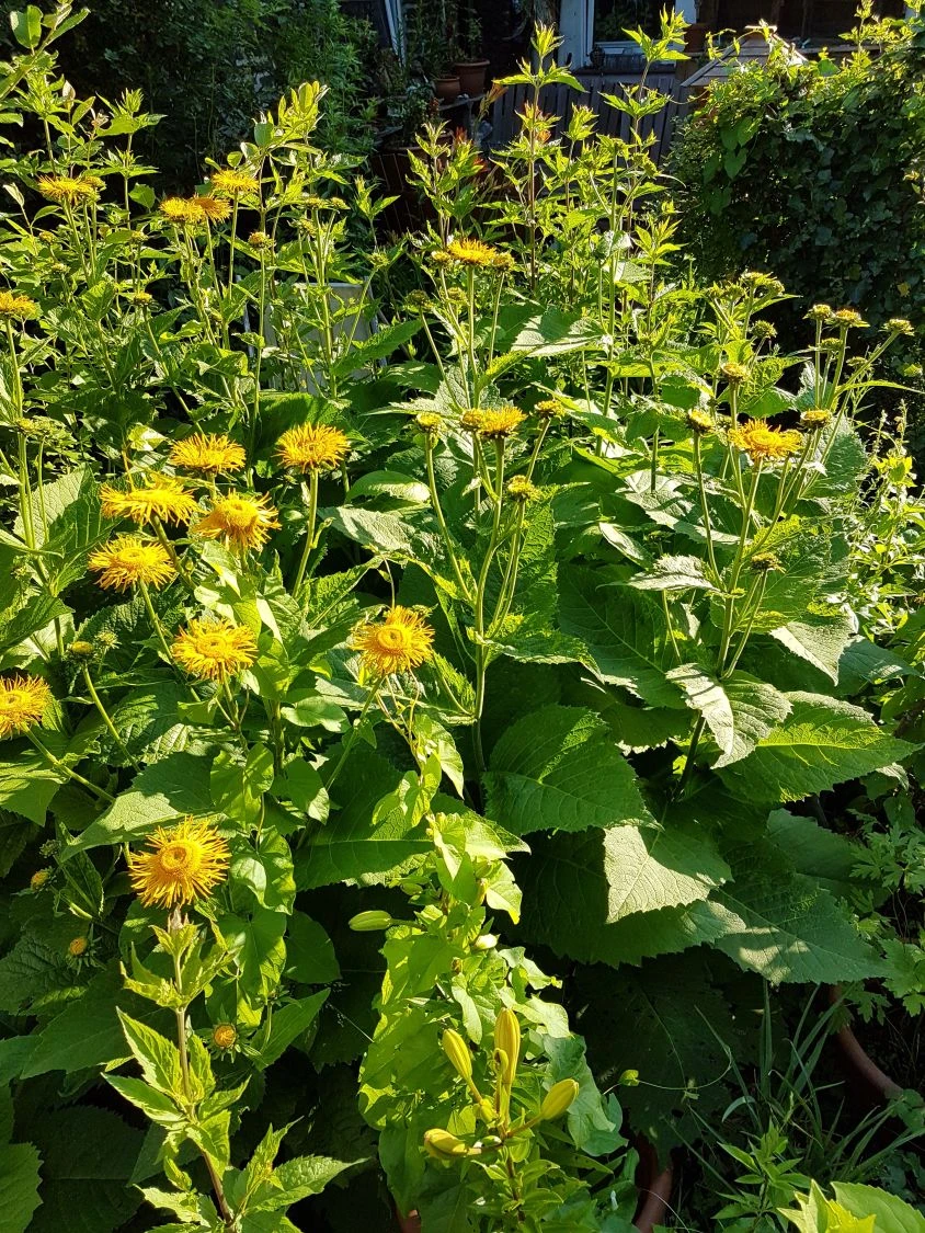 Großblumiger Scheinalant 10 Großblumiger Scheinalant – Bild 8