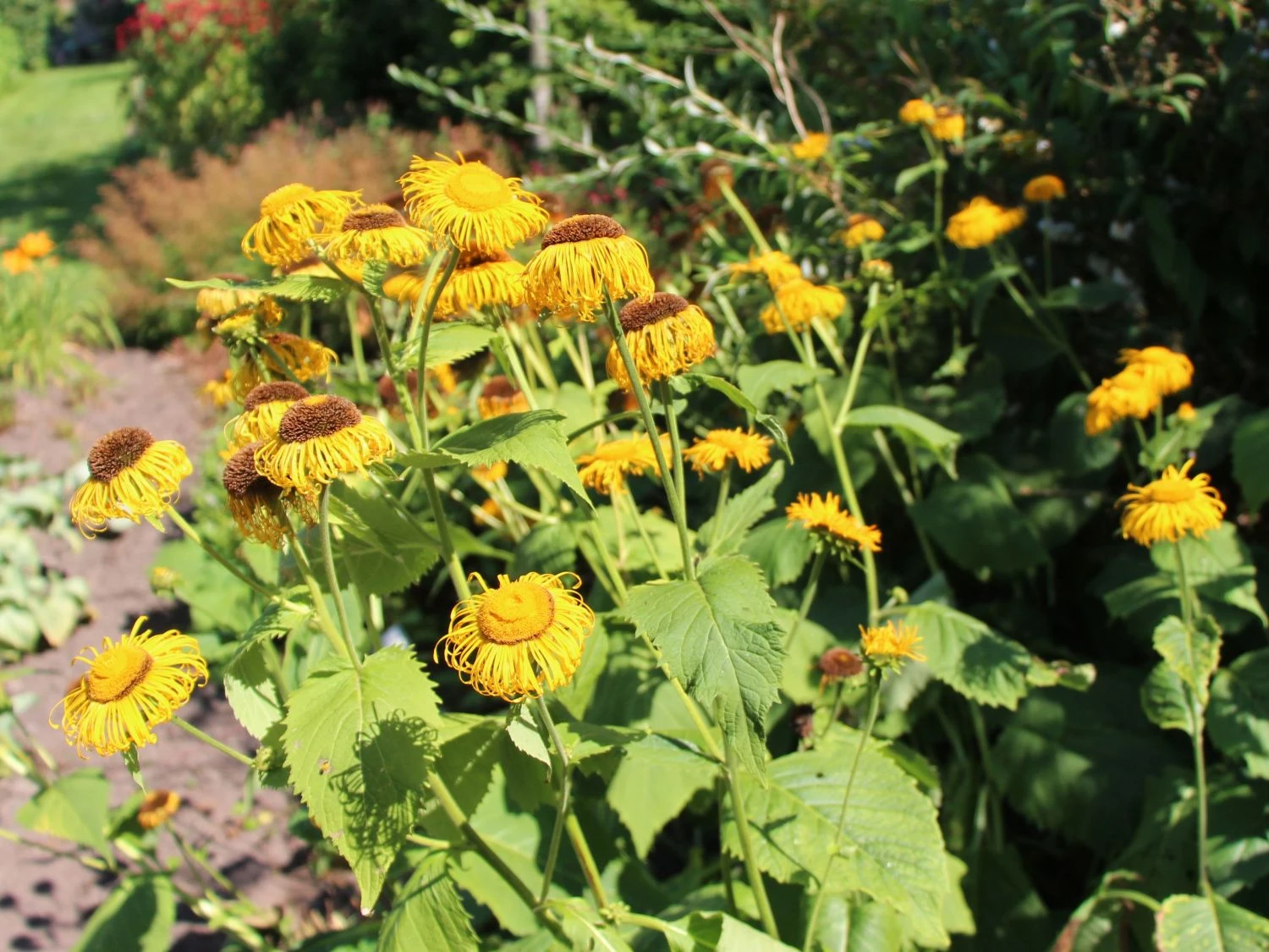 Großblumiger Scheinalant 5 Großblumiger Scheinalant – Bild 3