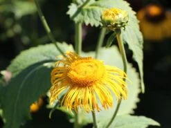 Großblumiger Scheinalant 13 Großblumiger Scheinalant -Günstiges Garten Zart Geschäft grossblumiger scheinalant m060600 w 1