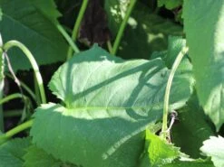 Großblumiger Scheinalant 14 Großblumiger Scheinalant -Günstiges Garten Zart Geschäft grossblumiger scheinalant m060600 w 2