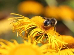 Großblumiger Scheinalant 15 Großblumiger Scheinalant -Günstiges Garten Zart Geschäft grossblumiger scheinalant m060600 w 3