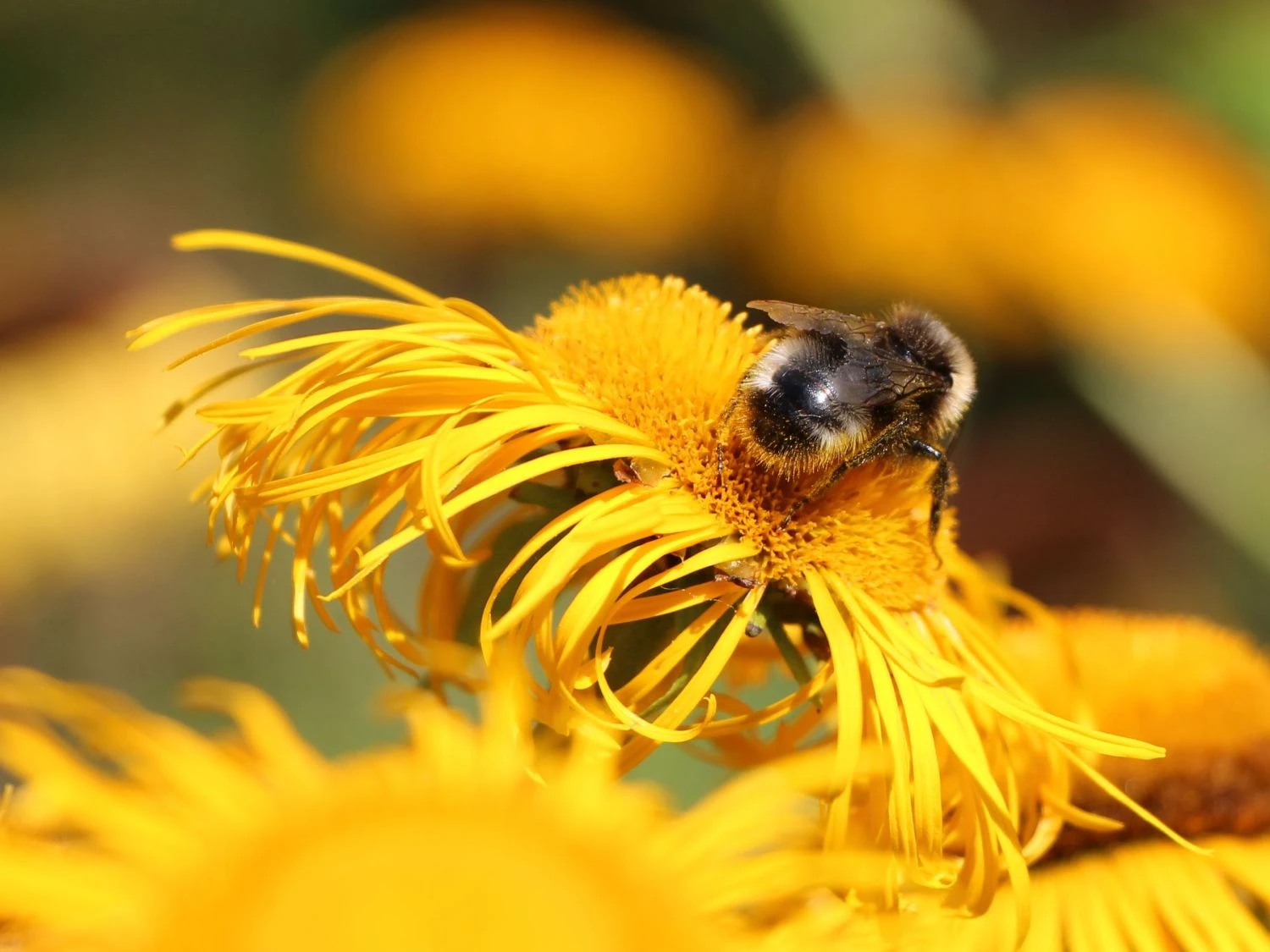 Großblumiger Scheinalant 8 Großblumiger Scheinalant – Bild 6