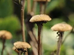 Großblumiger Scheinalant 16 Großblumiger Scheinalant -Günstiges Garten Zart Geschäft grossblumiger scheinalant m060600 w 4