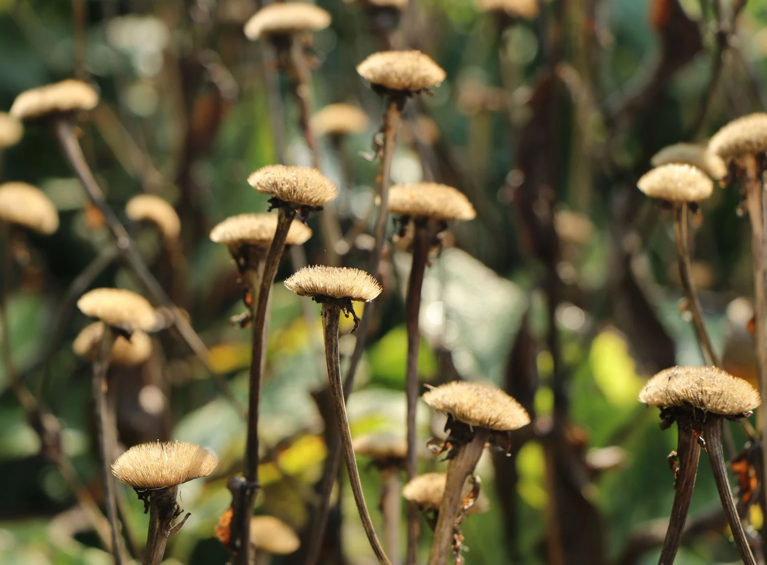 Großblumiger Scheinalant 4 Großblumiger Scheinalant – Bild 2