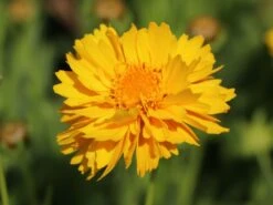 Großblumiges Mädchenauge 'Early Sunrise' 15 Großblumiges Mädchenauge 'Early Sunrise' -Günstiges Garten Zart Geschäft grossblumiges maedchenauge early sunrise m063633 w 0