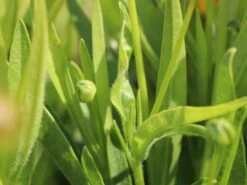 Großblumiges Mädchenauge 'Early Sunrise' 17 Großblumiges Mädchenauge 'Early Sunrise' -Günstiges Garten Zart Geschäft grossblumiges maedchenauge early sunrise m063633 w 1