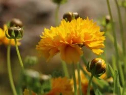 Großblumiges Mädchenauge 'Early Sunrise' 16 Großblumiges Mädchenauge 'Early Sunrise' -Günstiges Garten Zart Geschäft grossblumiges maedchenauge early sunrise m063633 w 2