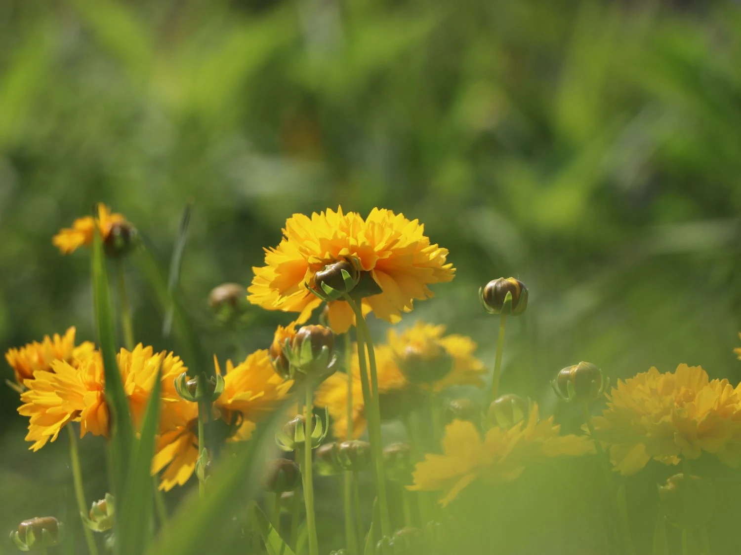 Großblumiges Mädchenauge 'Early Sunrise' 4 Großblumiges Mädchenauge 'Early Sunrise' – Bild 2