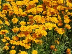 Großblumiges Mädchenauge 'Early Sunrise' 14 Großblumiges Mädchenauge 'Early Sunrise' -Günstiges Garten Zart Geschäft grossblumiges maedchenauge early sunrise m063633 w 4