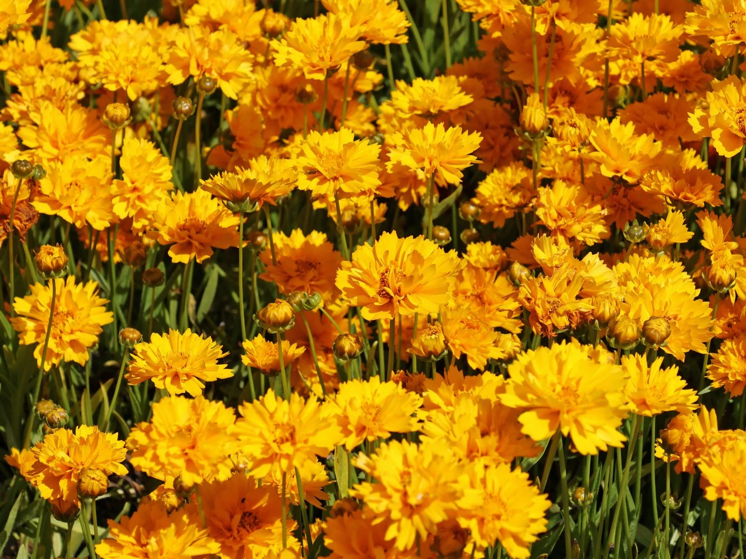 Großblumiges Mädchenauge 'Early Sunrise' 5 Großblumiges Mädchenauge 'Early Sunrise' – Bild 3