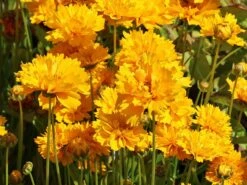 Großblumiges Mädchenauge 'Early Sunrise' 13 Großblumiges Mädchenauge 'Early Sunrise' -Günstiges Garten Zart Geschäft grossblumiges maedchenauge early sunrise m063633 w 6