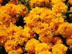 Großblumiges Mädchenauge 'Solanna Golden Sphere'