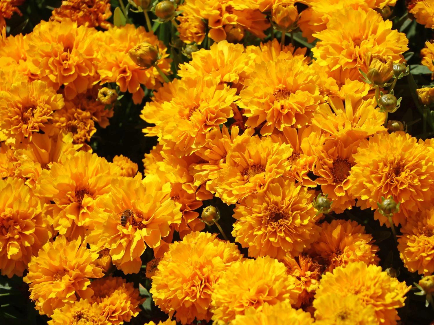 Großblumiges Mädchenauge 'Solanna Golden Sphere' 3 Großblumiges Mädchenauge 'Solanna Golden Sphere'