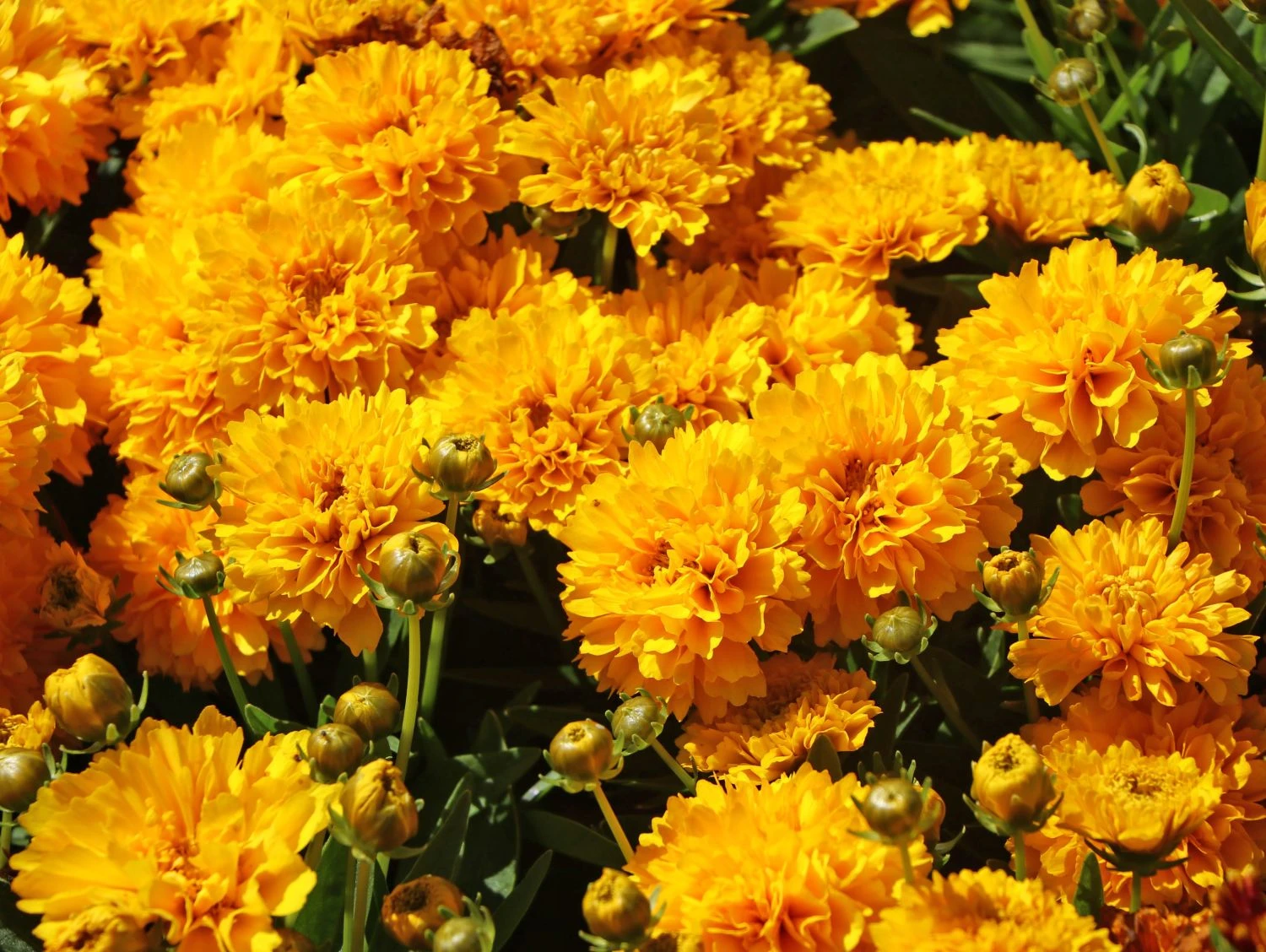 Großblumiges Mädchenauge 'Solanna Golden Sphere' 4 Großblumiges Mädchenauge 'Solanna Golden Sphere' – Bild 2