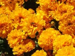 Großblumiges Mädchenauge 'Solanna Golden Sphere' 9 Großblumiges Mädchenauge 'Solanna Golden Sphere' -Günstiges Garten Zart Geschäft grossblumiges maedchenauge solanna golden sphere m103554 w 2