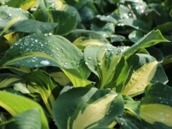 Große Blaugraue Funkie / Herzblattlilie 'Thunderbolt' ®