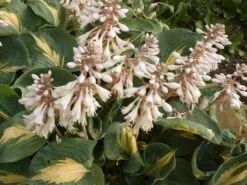 Große Blaugraue Funkie / Herzblattlilie 'Thunderbolt' ® -Günstiges Garten Zart Geschäft grosse blaugraue funkie herzblattlilie thunderbolt m081872 w 1