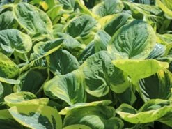 Große Graugrüne Funkie 'Snow Cap'