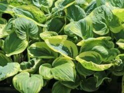 Große Graugrüne Funkie 'Snow Cap' -Günstiges Garten Zart Geschäft grosse graugruene funkie snow cap m059052 w 1