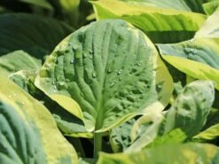 Große Graugrüne Funkie 'Snow Cap' -Günstiges Garten Zart Geschäft grosse graugruene funkie snow cap m059052 w 2