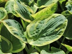 Große Graugrüne Funkie 'Snow Cap' -Günstiges Garten Zart Geschäft grosse graugruene funkie snow cap m059052 w 3