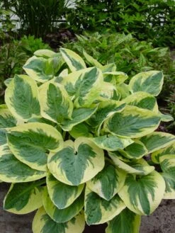 Große Graugrüne Funkie 'Snow Cap' -Günstiges Garten Zart Geschäft grosse graugruene funkie snow cap m059052 w 4