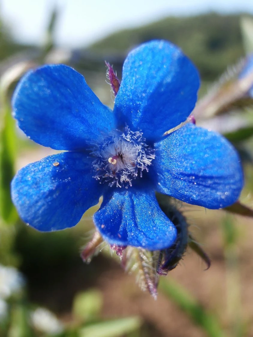 Große Ochsenzunge 'Loddon Royalist' 12 Große Ochsenzunge 'Loddon Royalist' – Bild 10