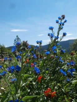 Große Ochsenzunge 'Loddon Royalist' 20 Große Ochsenzunge 'Loddon Royalist' -Günstiges Garten Zart Geschäft grosse ochsenzunge loddon royalist m012337 506742 1