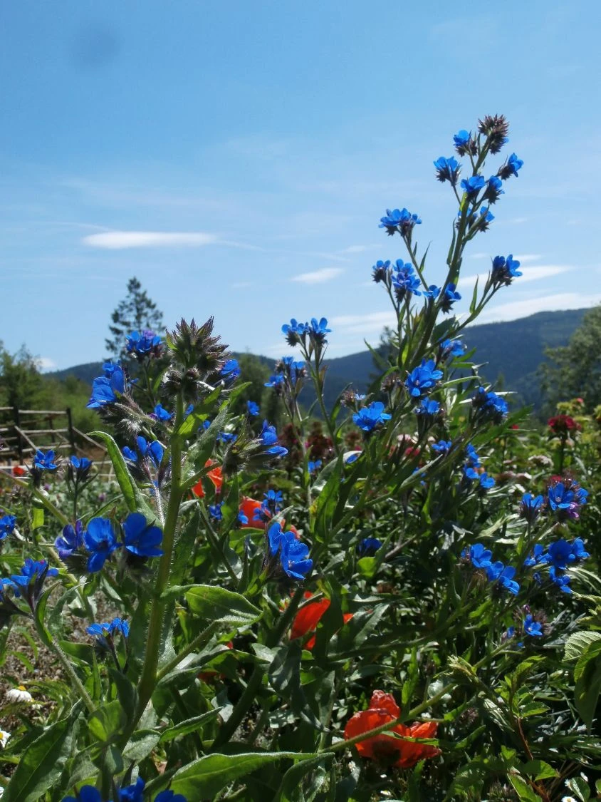 Große Ochsenzunge 'Loddon Royalist' 11 Große Ochsenzunge 'Loddon Royalist' – Bild 9