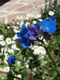 Große Ochsenzunge 'Loddon Royalist' 19 Große Ochsenzunge 'Loddon Royalist' -Günstiges Garten Zart Geschäft grosse ochsenzunge loddon royalist m012337 506742 2