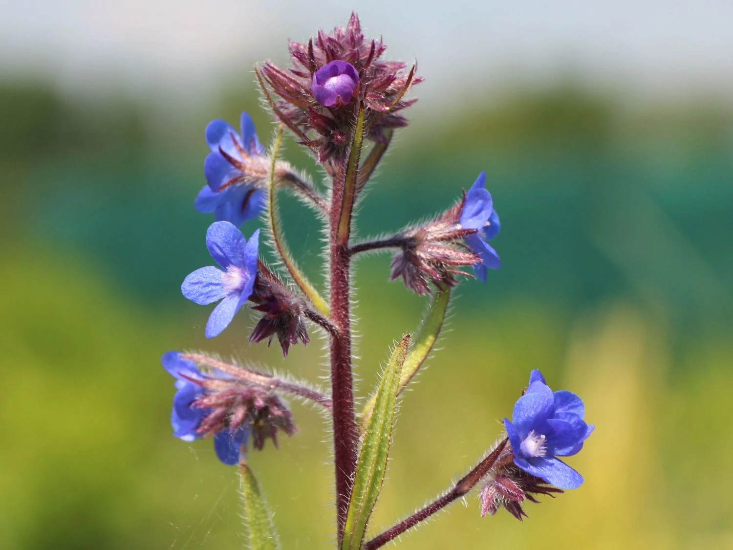 Große Ochsenzunge 'Loddon Royalist' 7 Große Ochsenzunge 'Loddon Royalist' – Bild 5